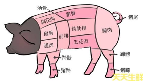 月亮骨肉部位|猪的月亮肉是哪个部位